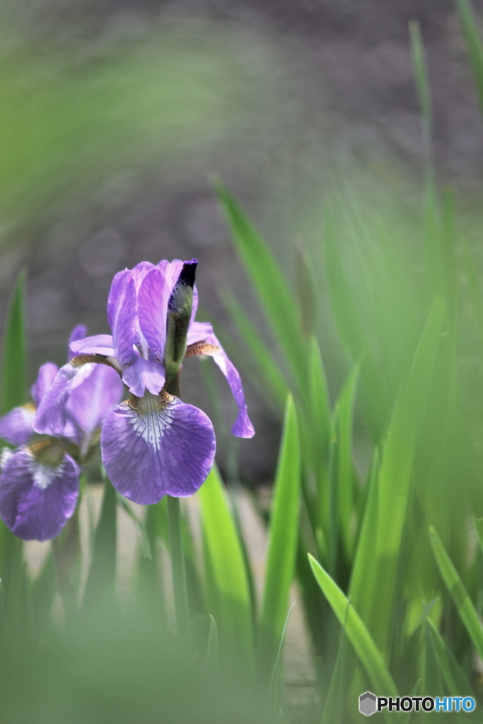 菖蒲
