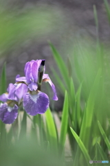 菖蒲