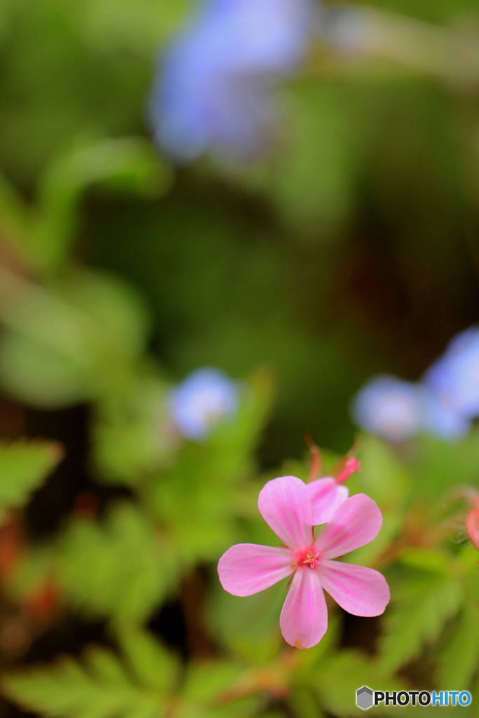 花、一輪、、
