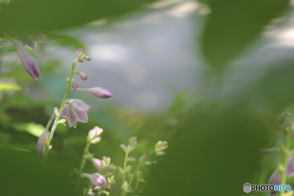 花のある風景