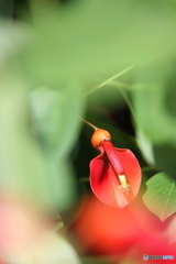 赤い口紅 赤い口紅