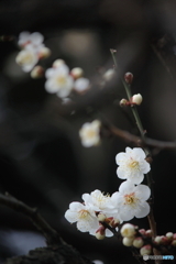 早春