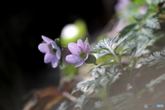 春の日差し 春の日差し