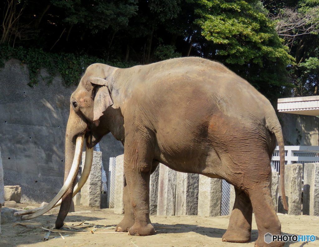 動物園 