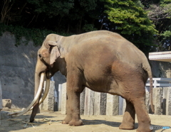 動物園 