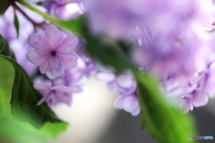 梅雨の朝