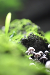 群生