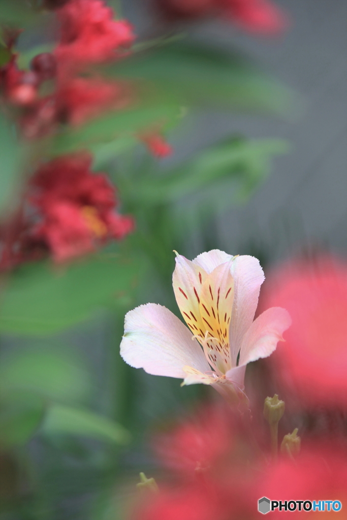 花、一輪、、