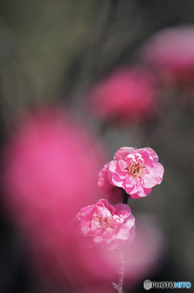 早春