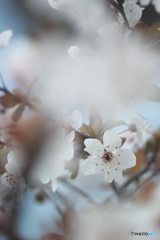早春