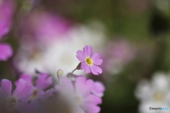 桜草