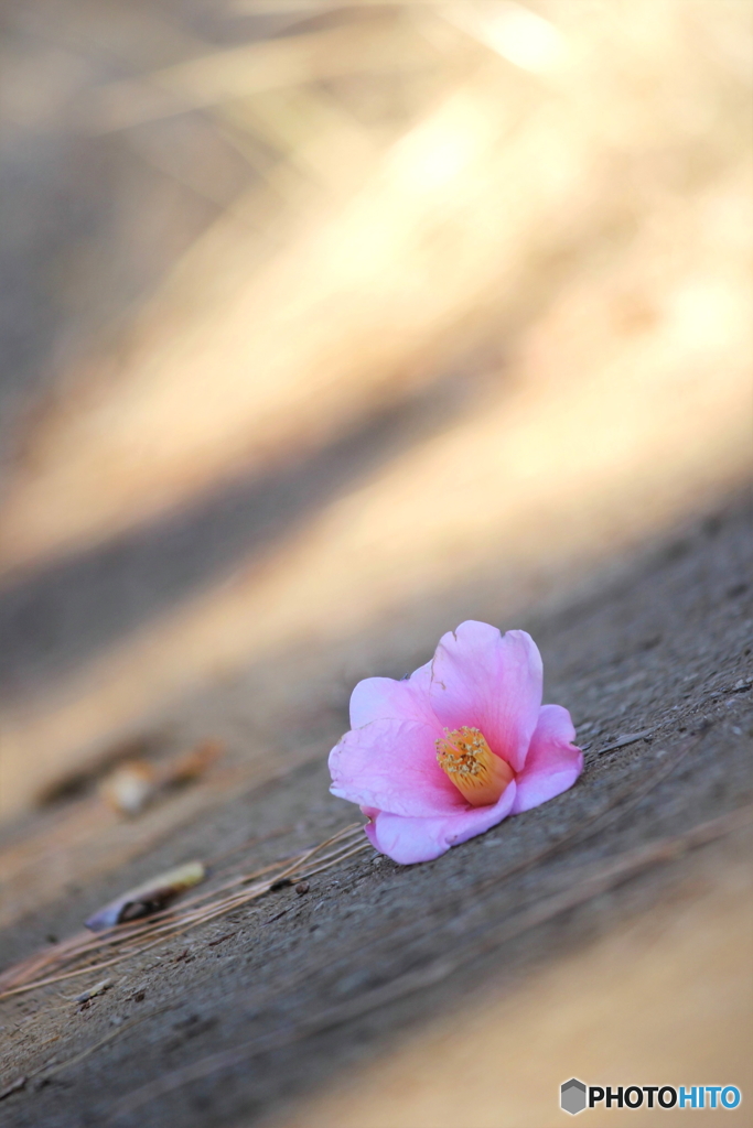 花一輪