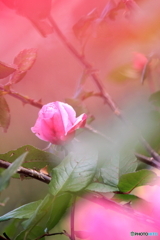 薔薇、一輪、、