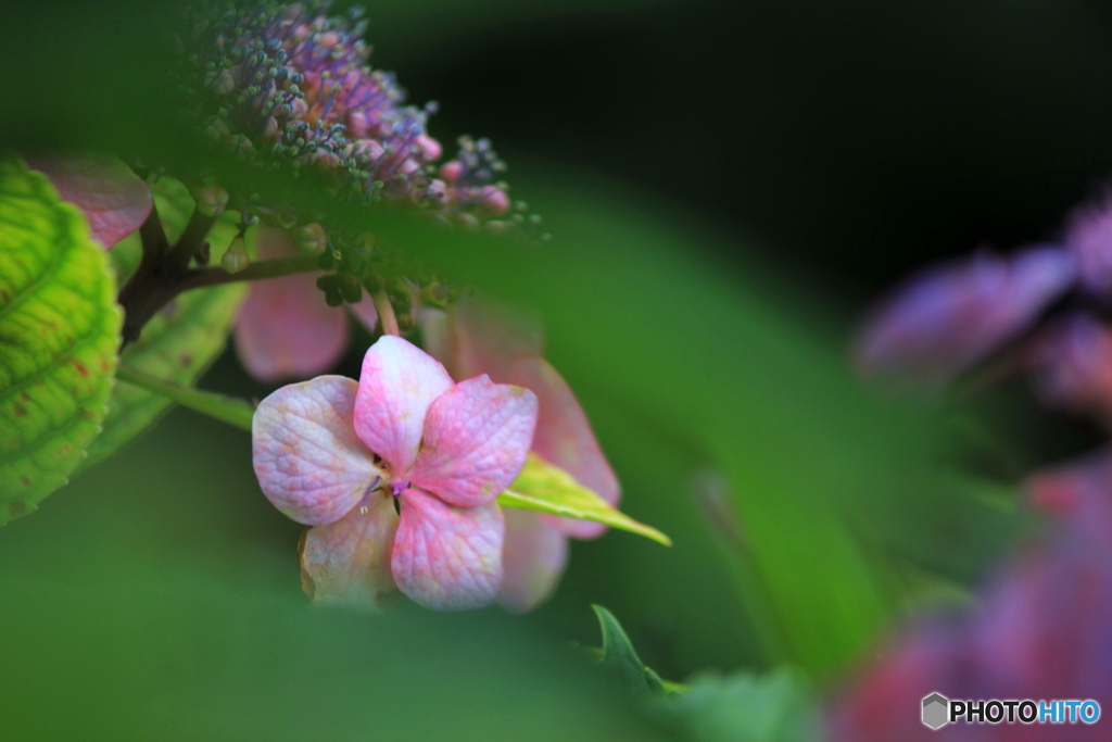 花、一輪、、