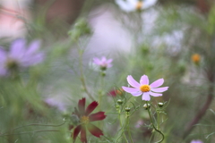 花のある風景