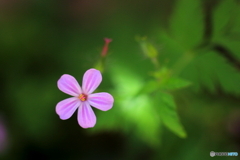 花、一輪、、