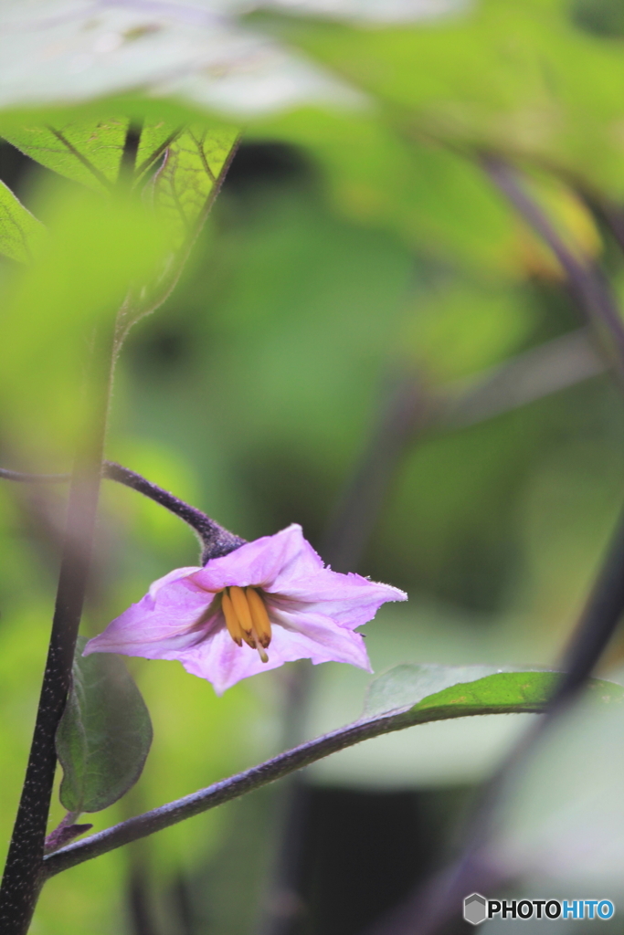 花、一輪、、