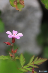 花、一輪、、