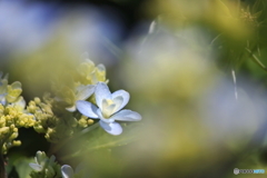 花一輪、、