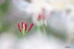 朝靄の中から。。