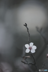 花、一輪、、
