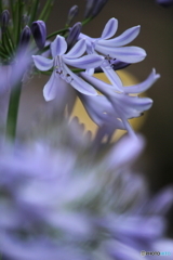 Dance of the flower