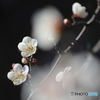 早春