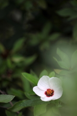 花一輪