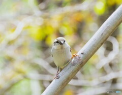 ニュウナイスズメ