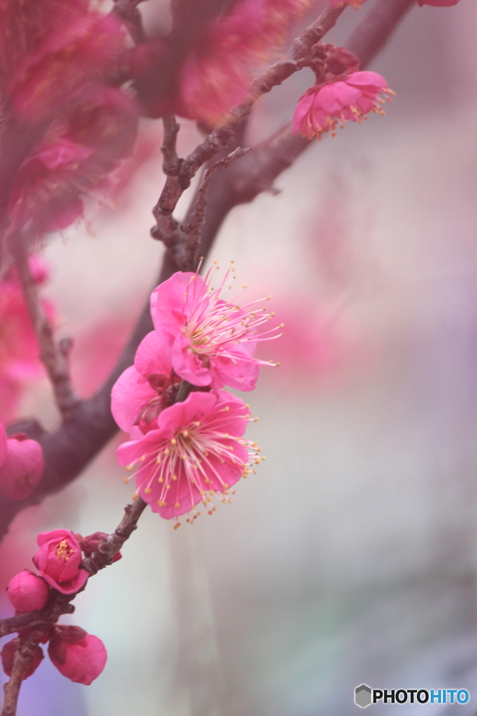 早春