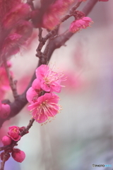 早春