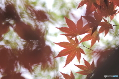 若葉、萌える、、