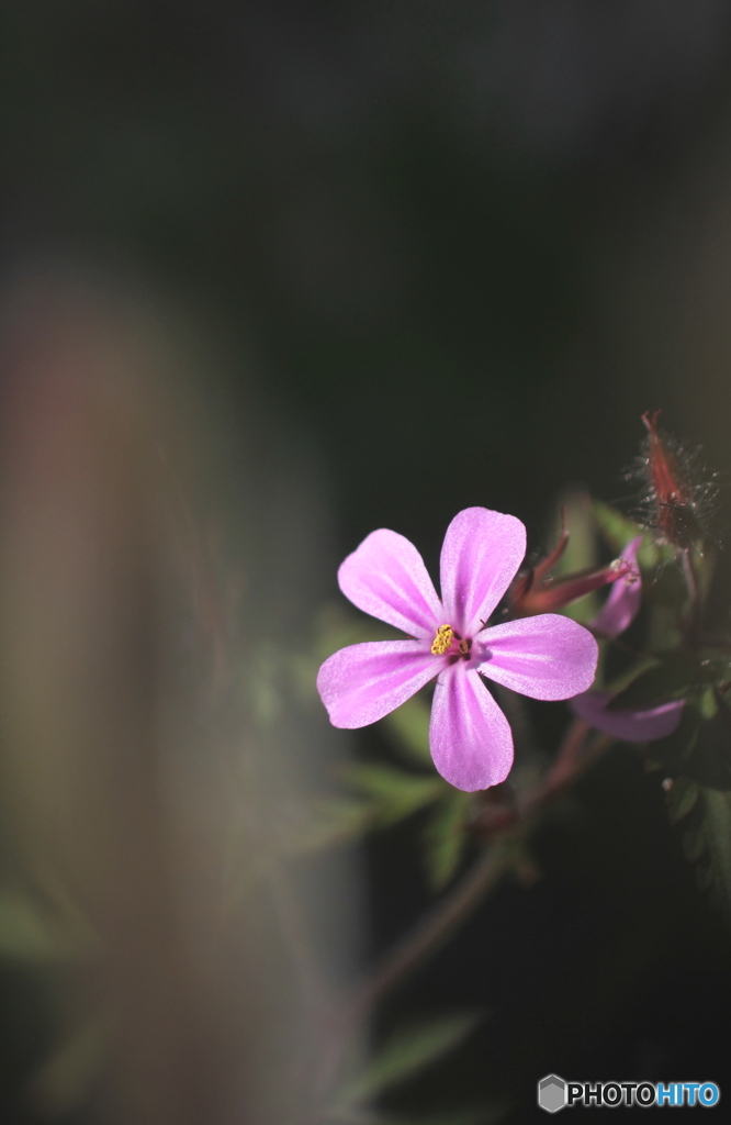 花、一輪、、