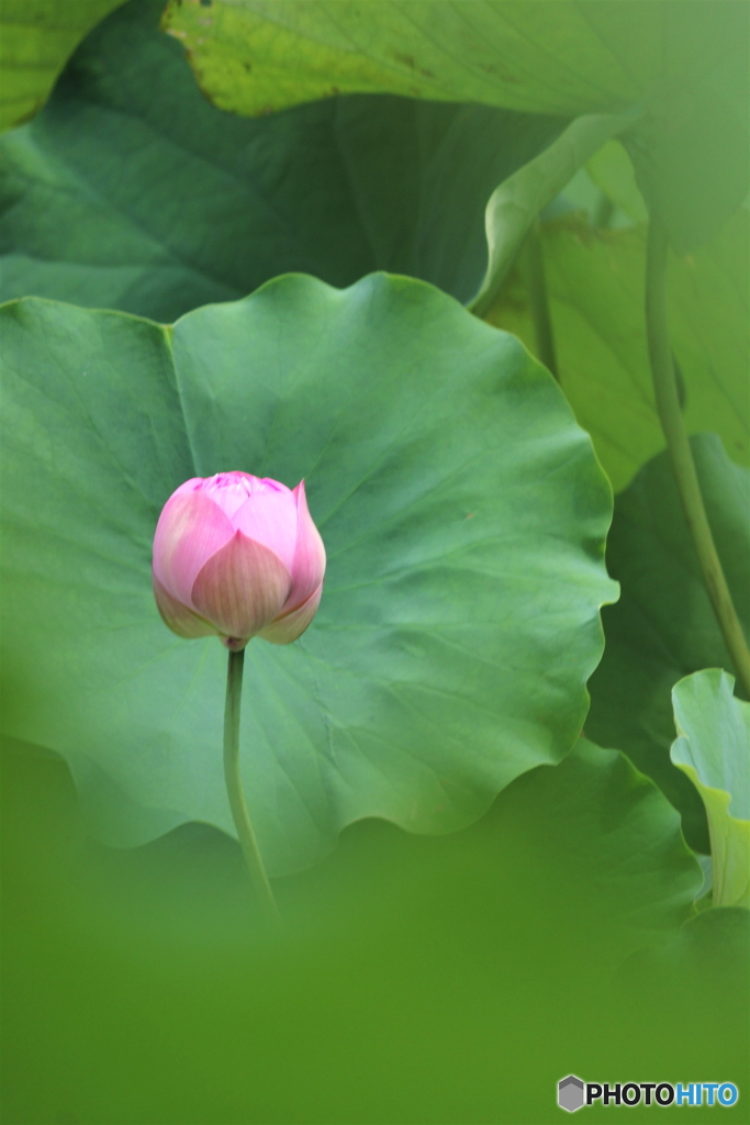 蕾