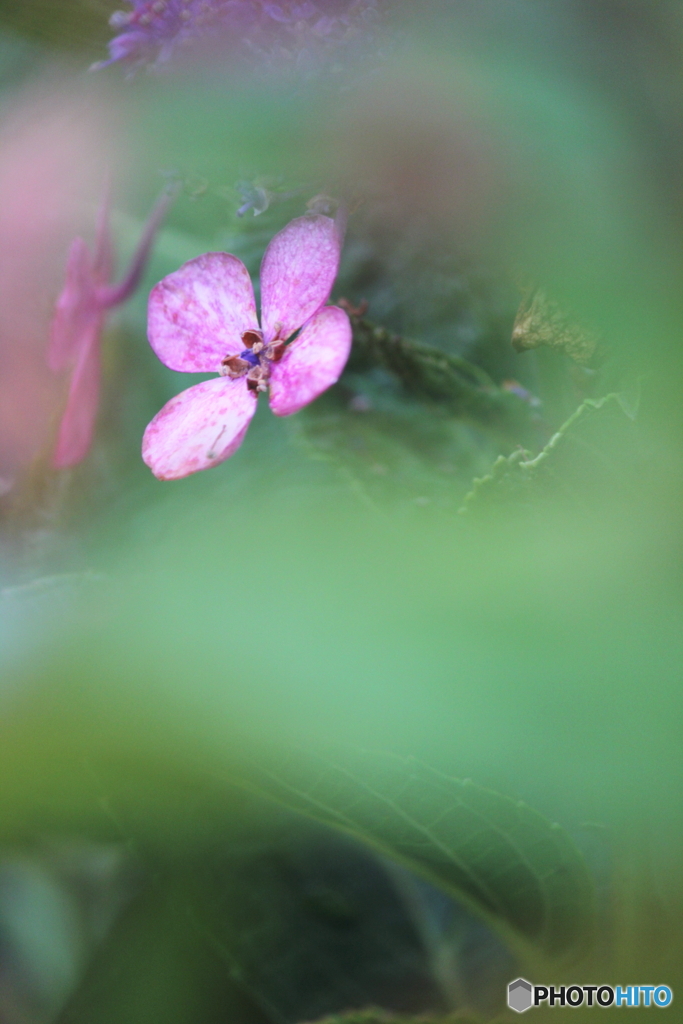 花、一輪、、