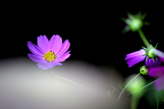夜の幻