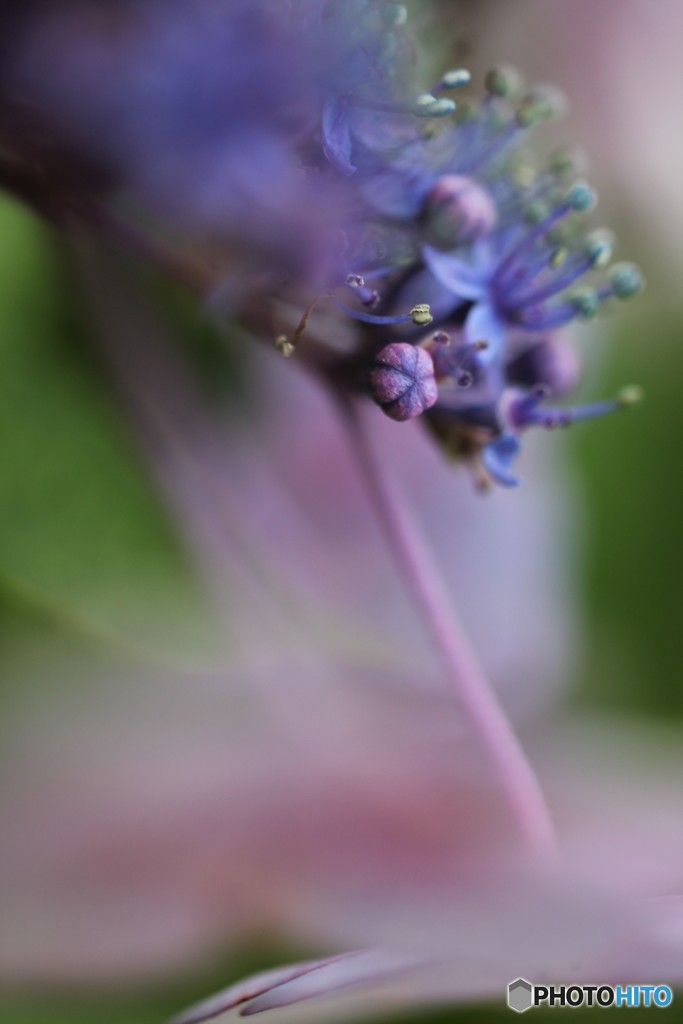 蕾