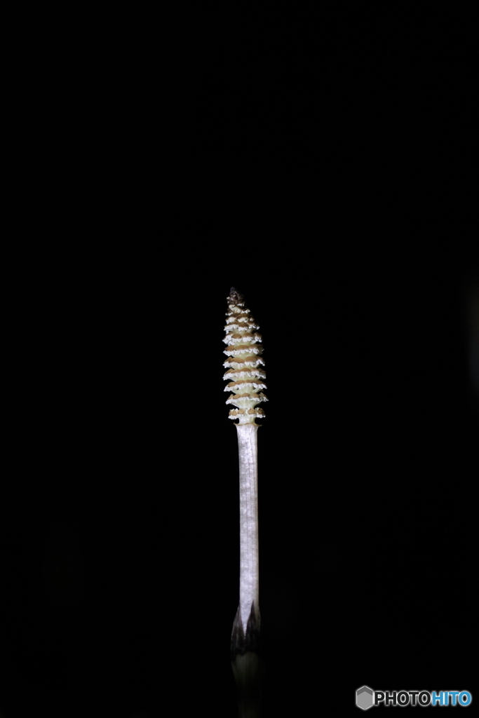 土筆