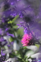 花の競演