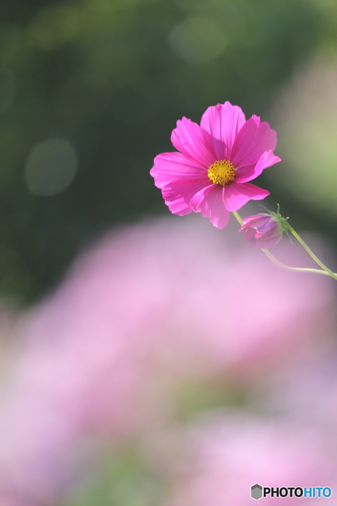 花、一輪、、