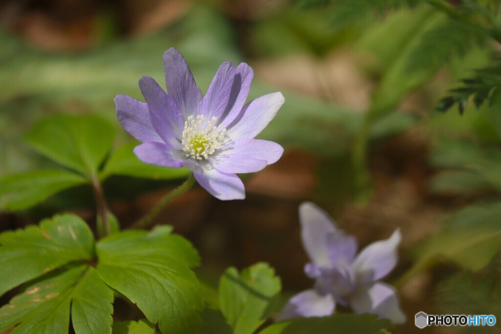 菊咲イチゲ