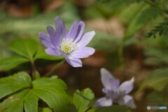 菊咲イチゲ