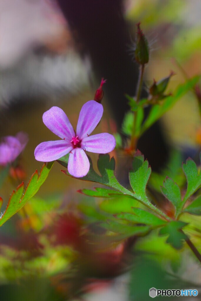 花、一輪、、