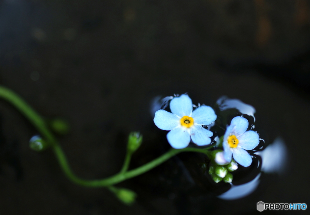 Floating flowers