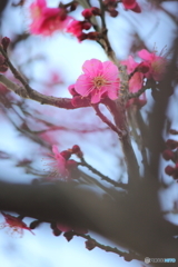 早春