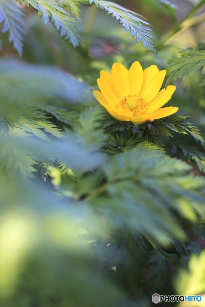 花、一輪、、
