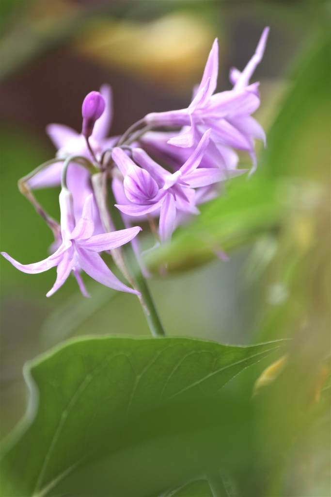 花の舞い