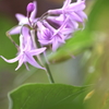 花の舞い