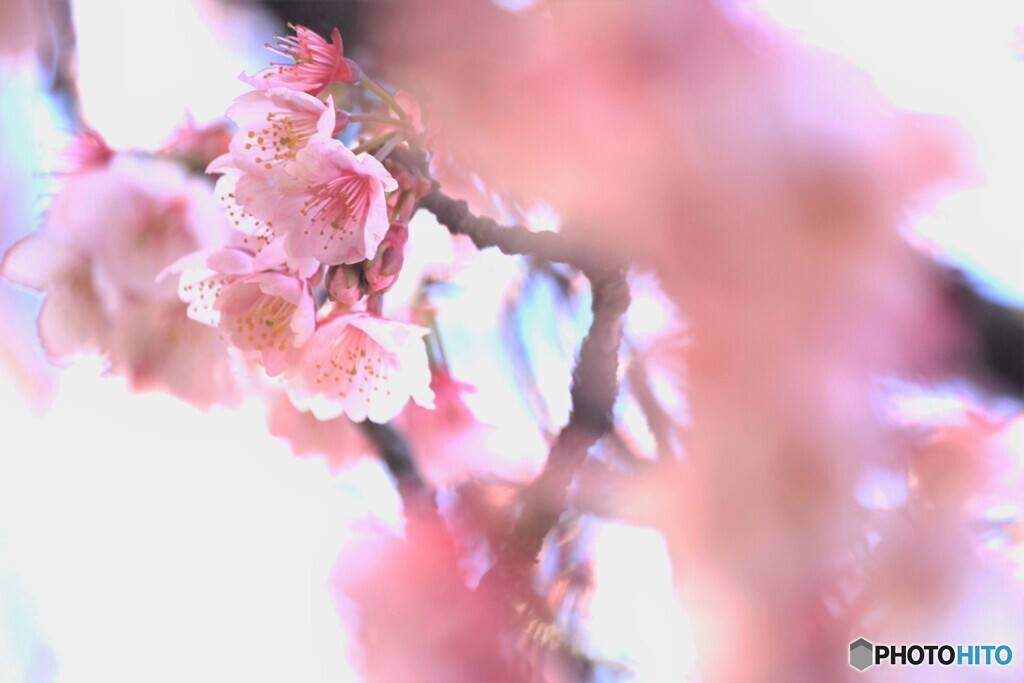 満開