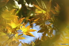 黄金色の秋